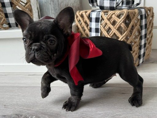 Chocolate Trindle Frenchie